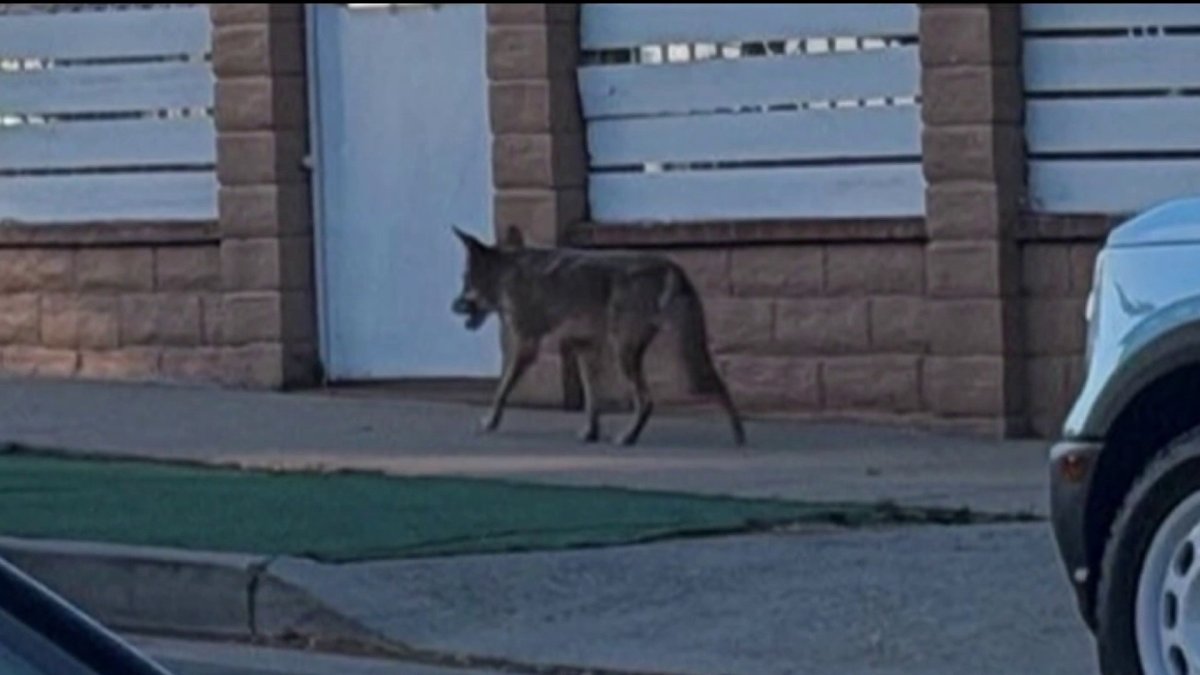 Wildlife officials plan to file case against coyote-feeding resident – NBC Los Angeles