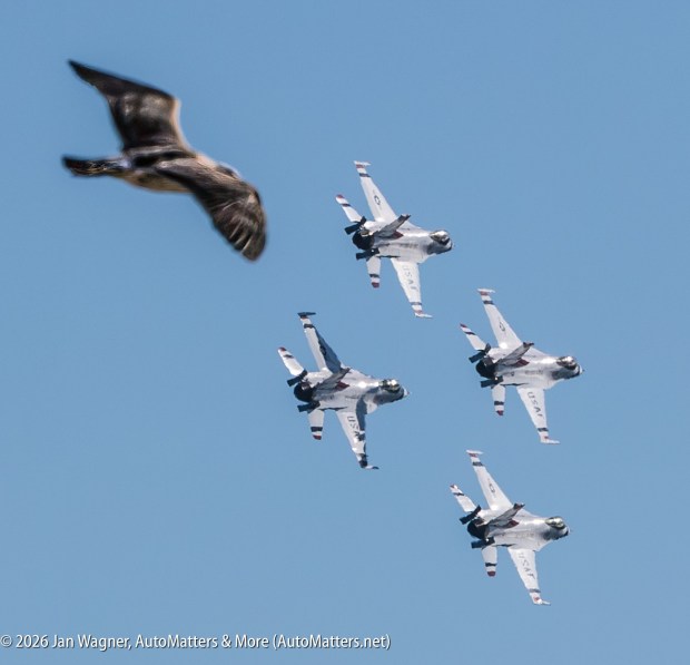Seagull joining USAF Thunderbirds in formation(Jan Wagner)