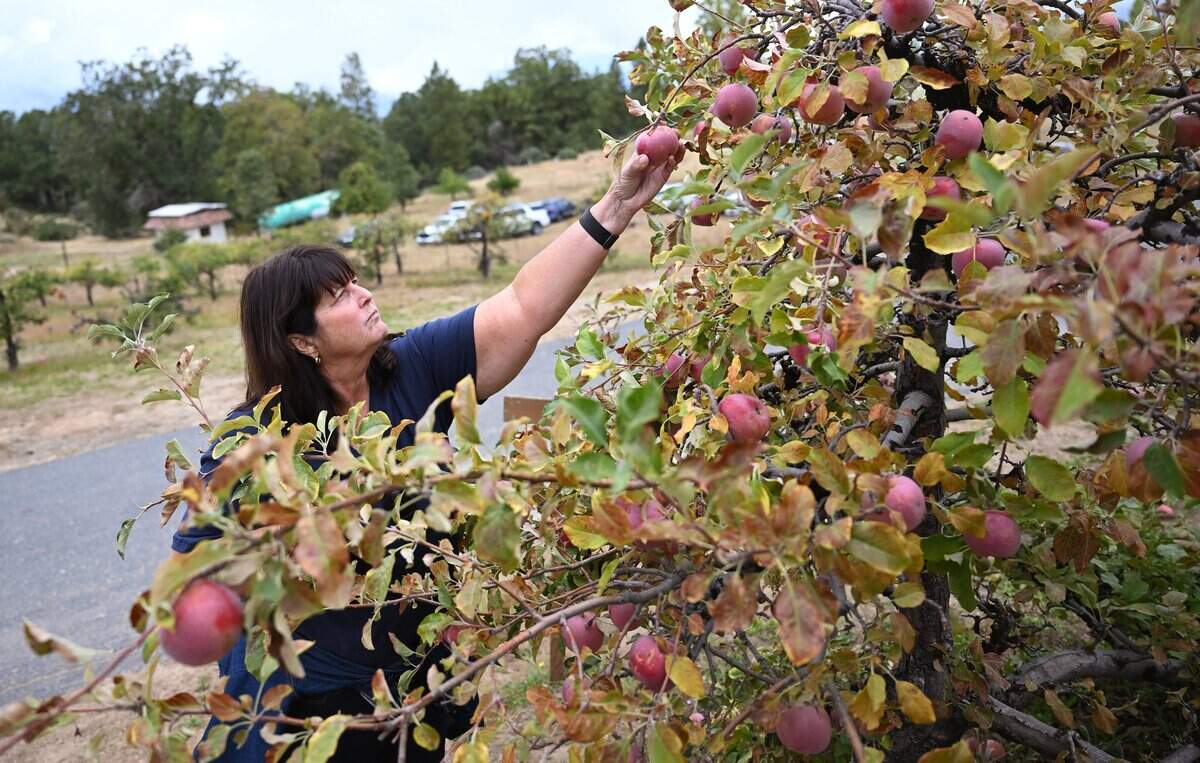 Leigh Ann Spitzer from Clovis picks Red Fuji apples at The Orchard at Meadow Lakes, which offers visitors the chance to pick their own apples. Photographed Friday, Oct. 3, 2025 near Auberry.