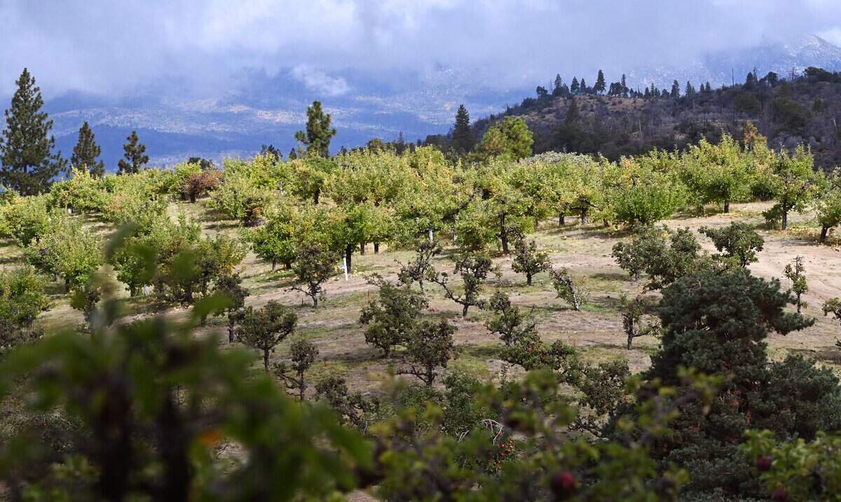 Apple orchards are seen on the hill top at The Orchard at Meadow Lakes located along Auberry Road between Auberry and Shaver Lake Friday, Oct. 3, 2025 near Auberry. The Orchard at Meadow Lakes offers you-pick apples.