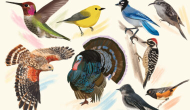 Collage of birds found on Northeastern's Oakland campus