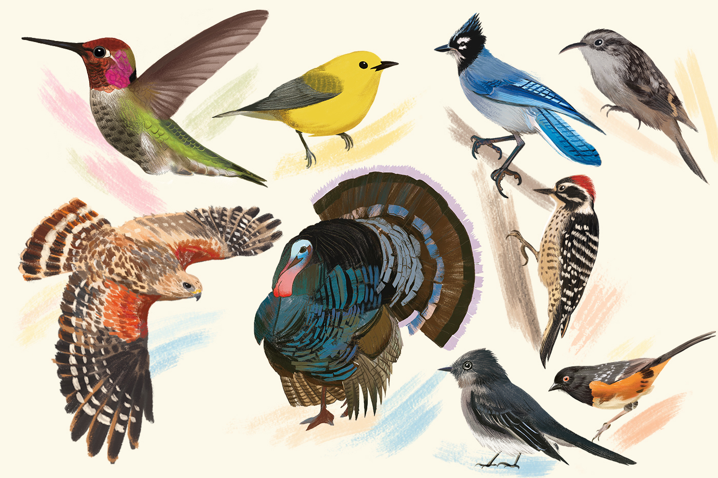 Collage of birds found on Northeastern's Oakland campus