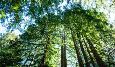 California’s Tallest and Most Iconic Trees Are Getting Heatstroke