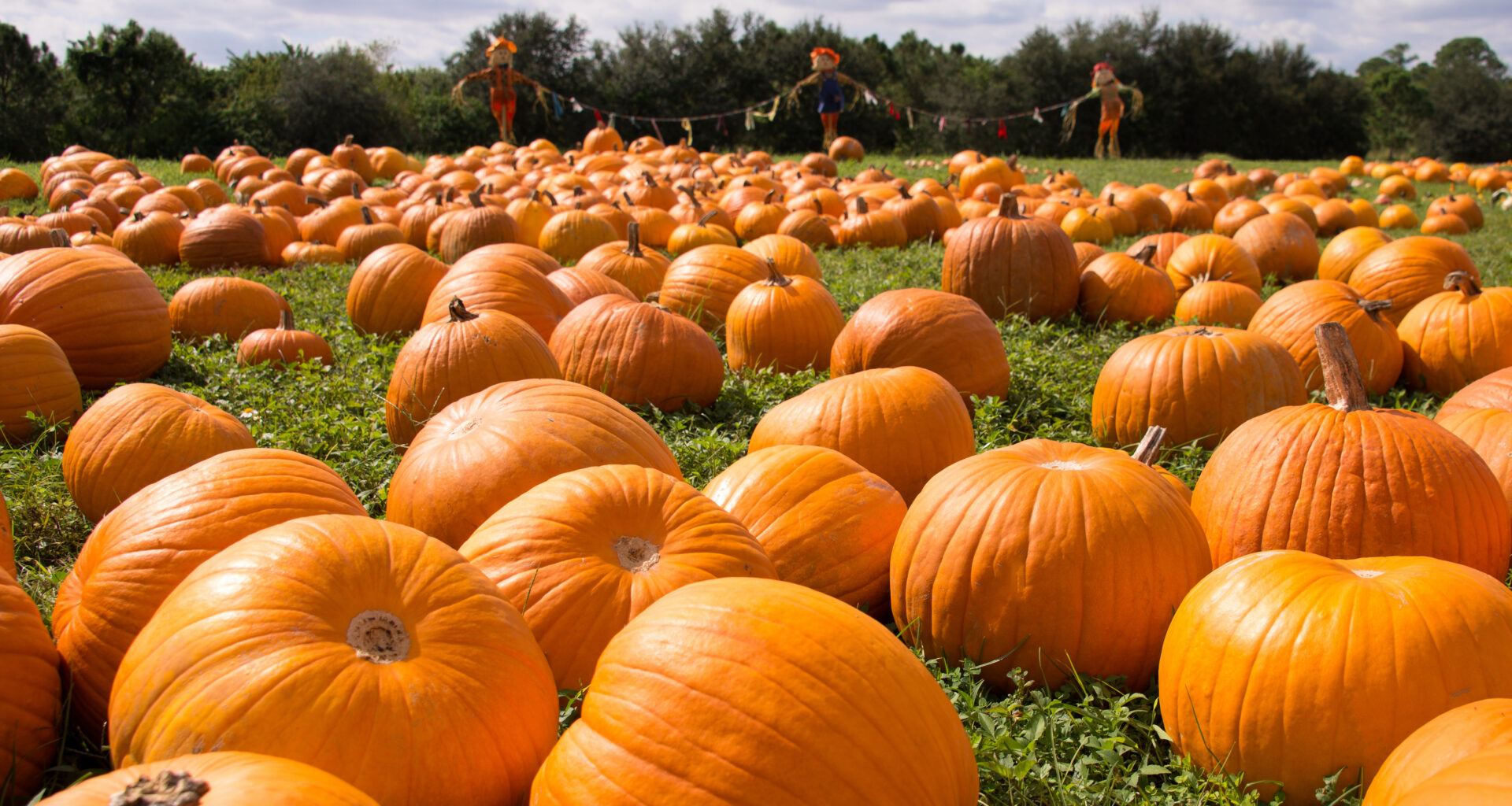 Things to do this weekend in San Diego Oct. 9-11 – NBC 7 San Diego