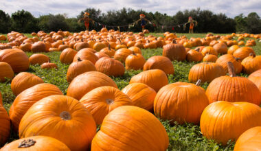 Things to do this weekend in San Diego Oct. 9-11 – NBC 7 San Diego