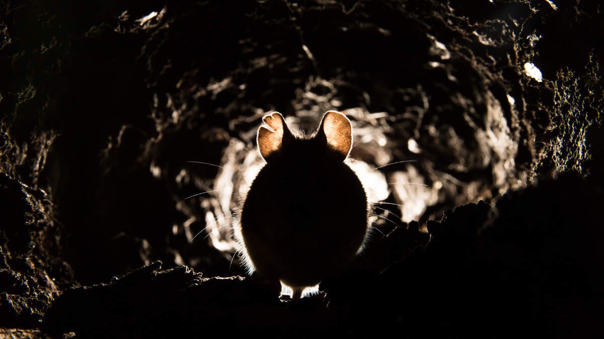Sacramento ranks among the worst rat-infested cities in the U.S.