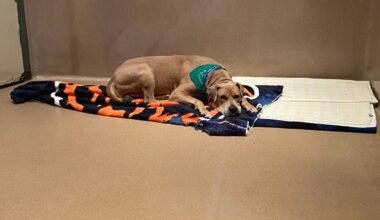 San Diego Bonita shelter encourages pet adoption before closure – NBC 7 San Diego