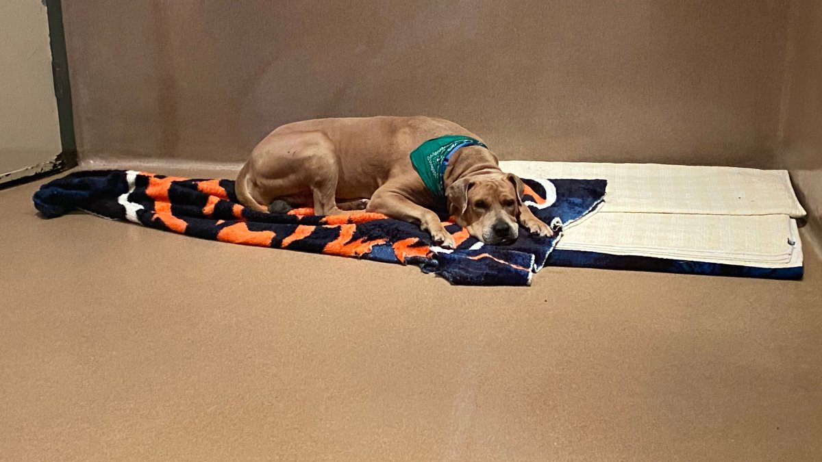 San Diego Bonita shelter encourages pet adoption before closure – NBC 7 San Diego
