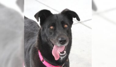 Pets of the Week: Prim and Patroclus are ready for adoption – Press Telegram