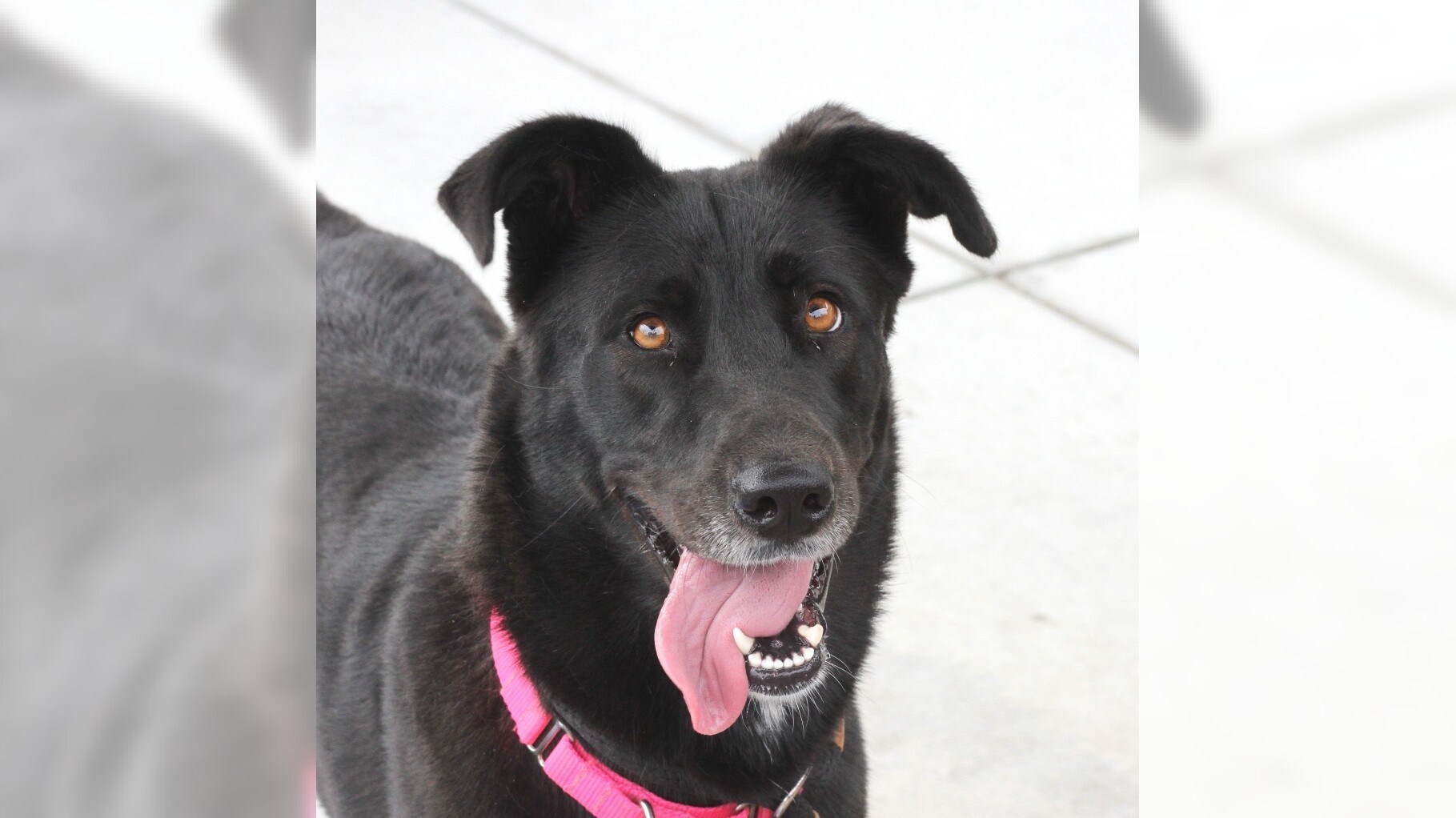 Pets of the Week: Prim and Patroclus are ready for adoption – Press Telegram