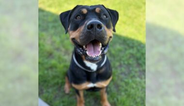 Pets of the Week: Gizmo and Diana are ready for adoption – Press Telegram