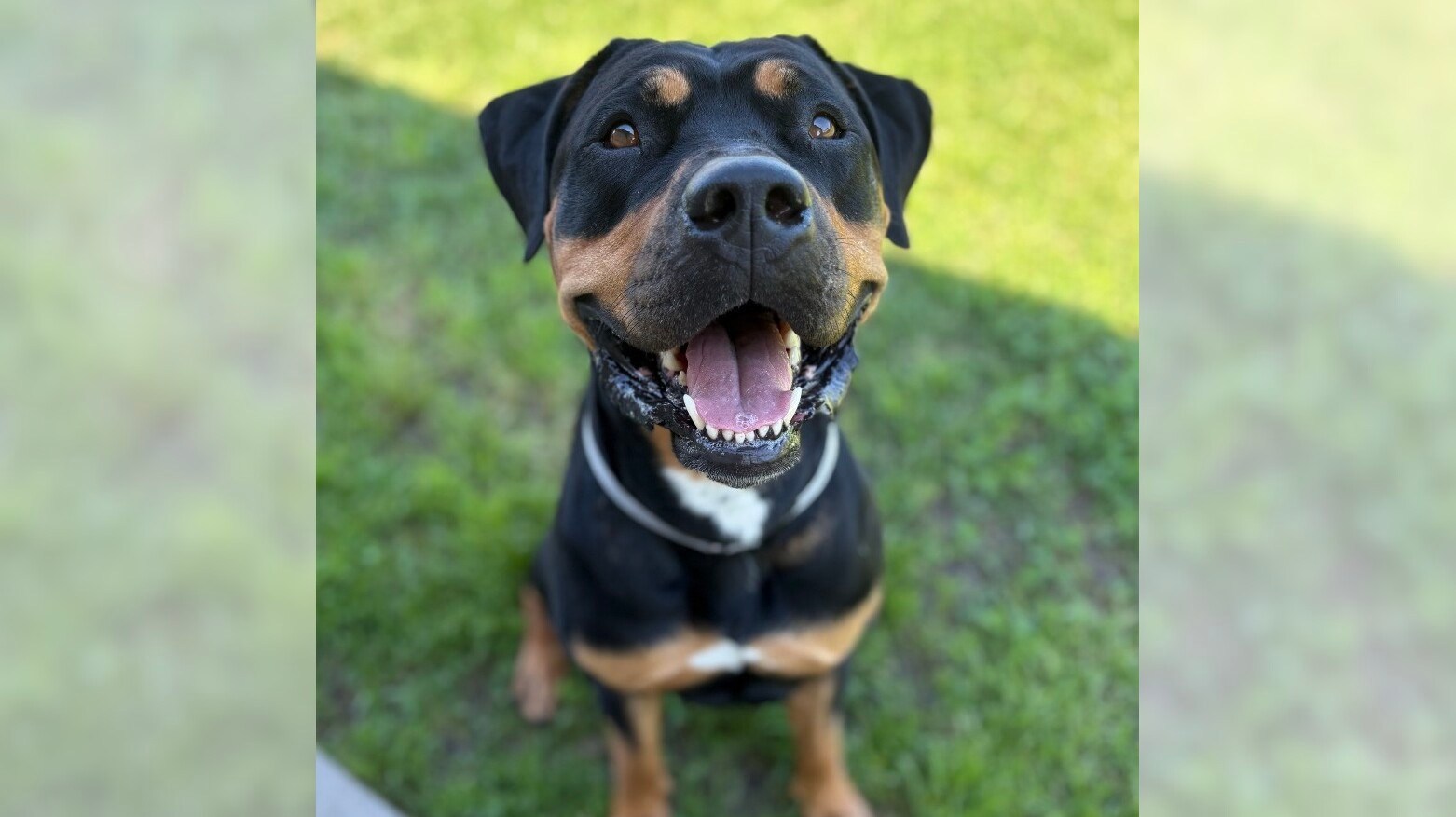 Pets of the Week: Gizmo and Diana are ready for adoption – Press Telegram