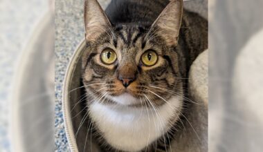 Pets of the Week: Mochi and Mouse are ready for adoption – Daily Breeze