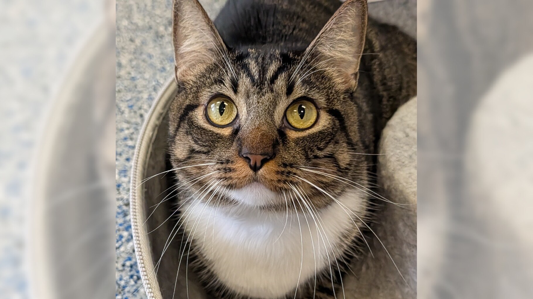 Pets of the Week: Mochi and Mouse are ready for adoption – Daily Breeze