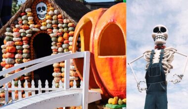 Mr. Bones Pumpkin Patch, that quirky Culver City gem, is back to charm-up fall – NBC Los Angeles