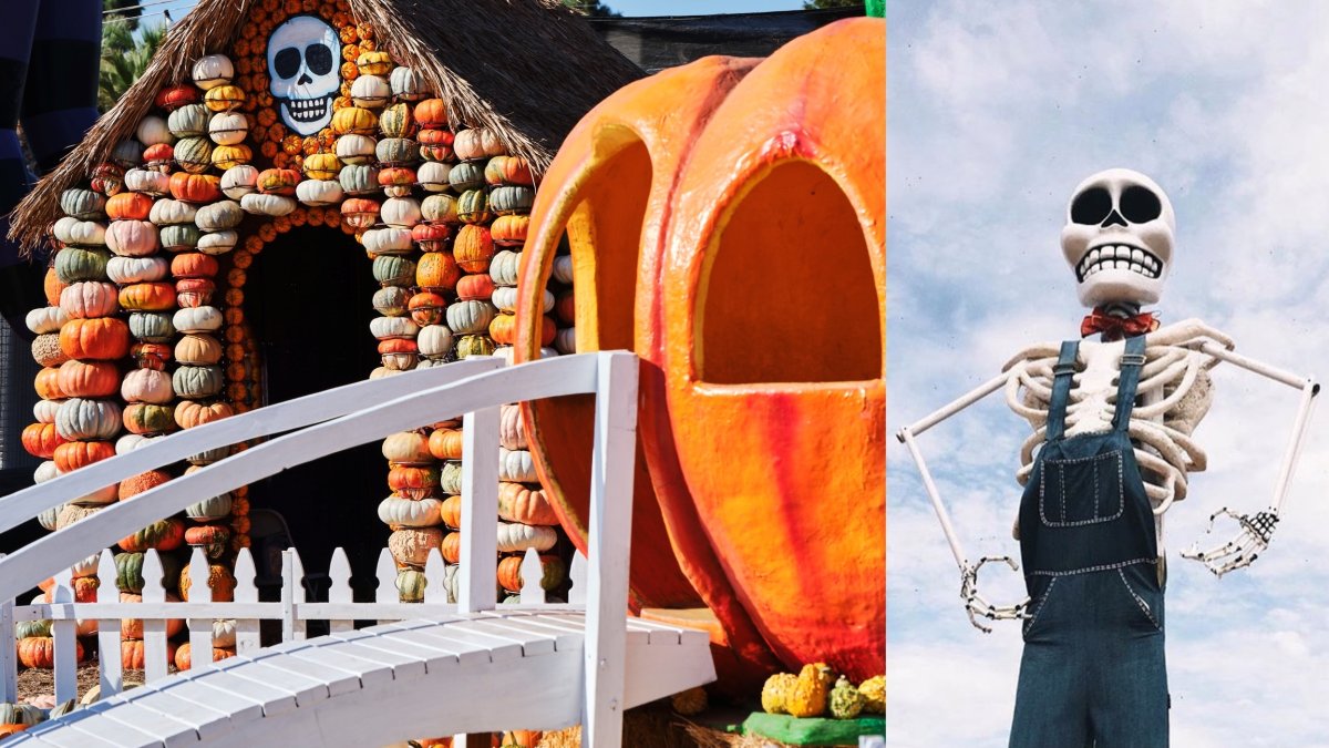 Mr. Bones Pumpkin Patch, that quirky Culver City gem, is back to charm-up fall – NBC Los Angeles