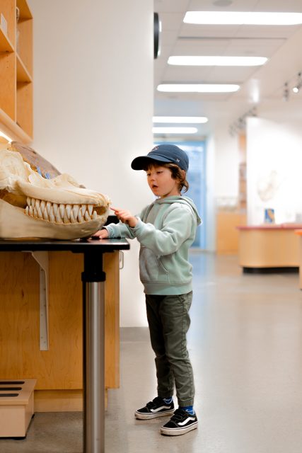 A child looking at a dinosaur skull.