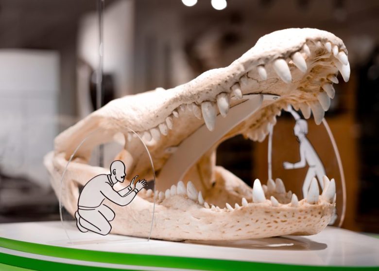 Large crocodile skull on display with two transparent panels, each showing a simple illustration of a person crouching or standing inside the open jaws.