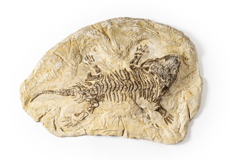 A fossilized skeleton of a prehistoric reptile embedded in a light-colored rock slab, displayed against a white background.