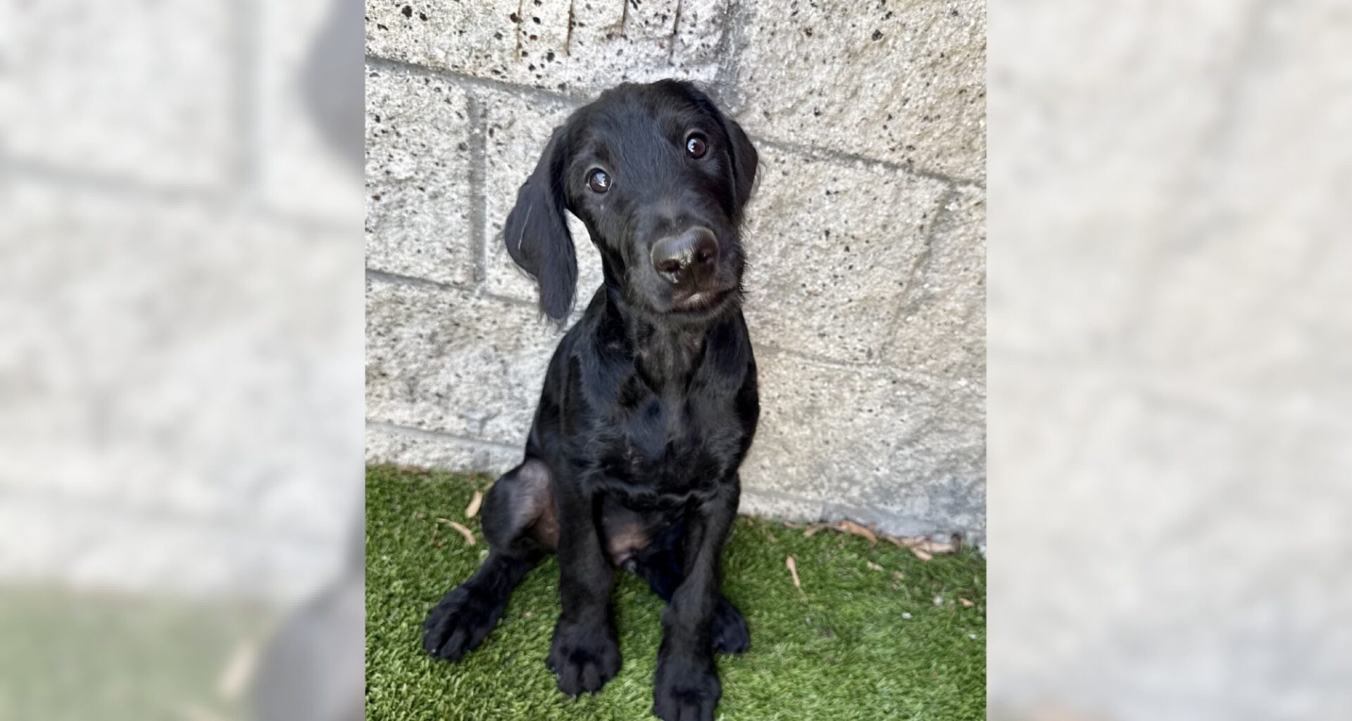 Labradoodle Aramis will brighten your home – Orange County Register