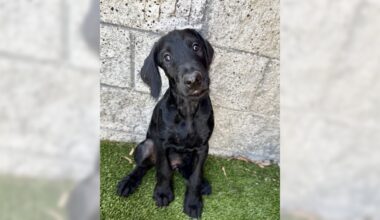 Labradoodle Aramis will brighten your home – Orange County Register