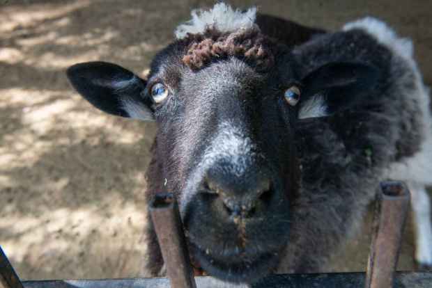 A sheep looks more closely at the camera at Tapia Brothers Farm Stand in Encino on April 3, 2026. (Photo by Miguel Vasconcellos, Contributing Photographer)