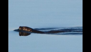 Possible otter spotted near Sycamore Island Fresno