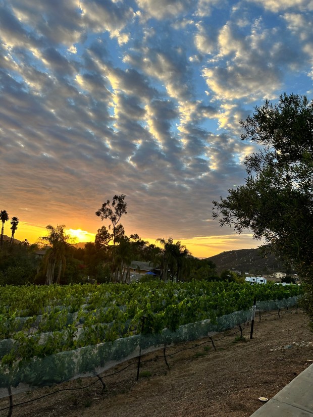 UVAS Winery hosts Dinner in the Vines events for customers to experience a vineyard at a partner winery in Escondido. (Courtesy Lloyd Roberts)