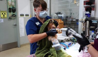 SD Humane Society reports 2 hawks shot, 1 in San Diego – NBC 7 San Diego