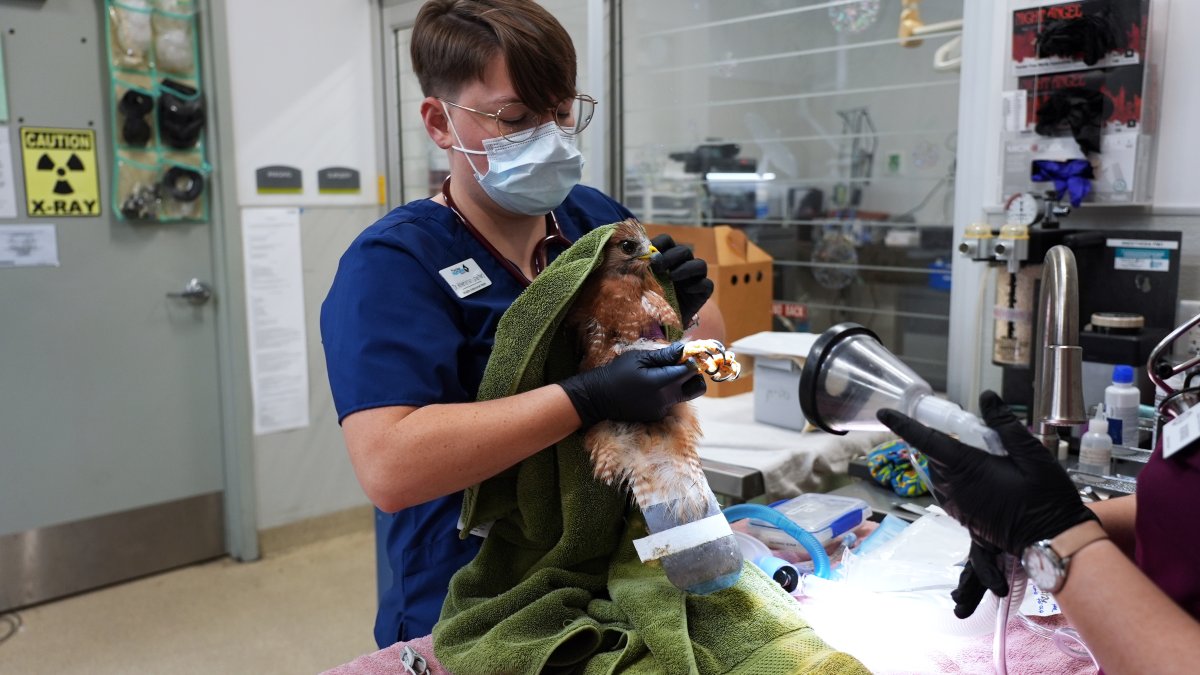 SD Humane Society reports 2 hawks shot, 1 in San Diego – NBC 7 San Diego