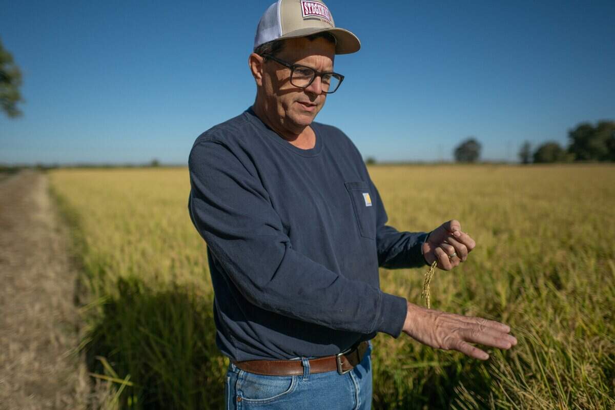 Charley Mathews, a fifth-generation rice farmer, stands in one of his fields near Marysville on Tuesday, Sept. 29, 2026. He said he will vote for Democratic Rep. Mike Thompson, who he believes has been a strong supporter of rice for many years. “So it shows a perfect example of why you vote for a person and not a party,” Mathews said.