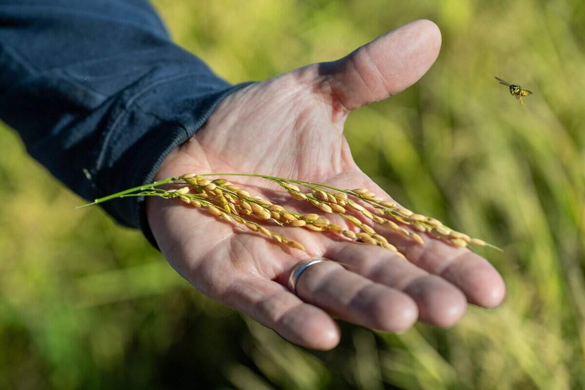 Charley Mathews, a fifth-generation rice farmer, holds part of his rice crop as an insect flies in for a closer look on Tuesday, Sept. 29, 2026, in a farm field near Marysville.