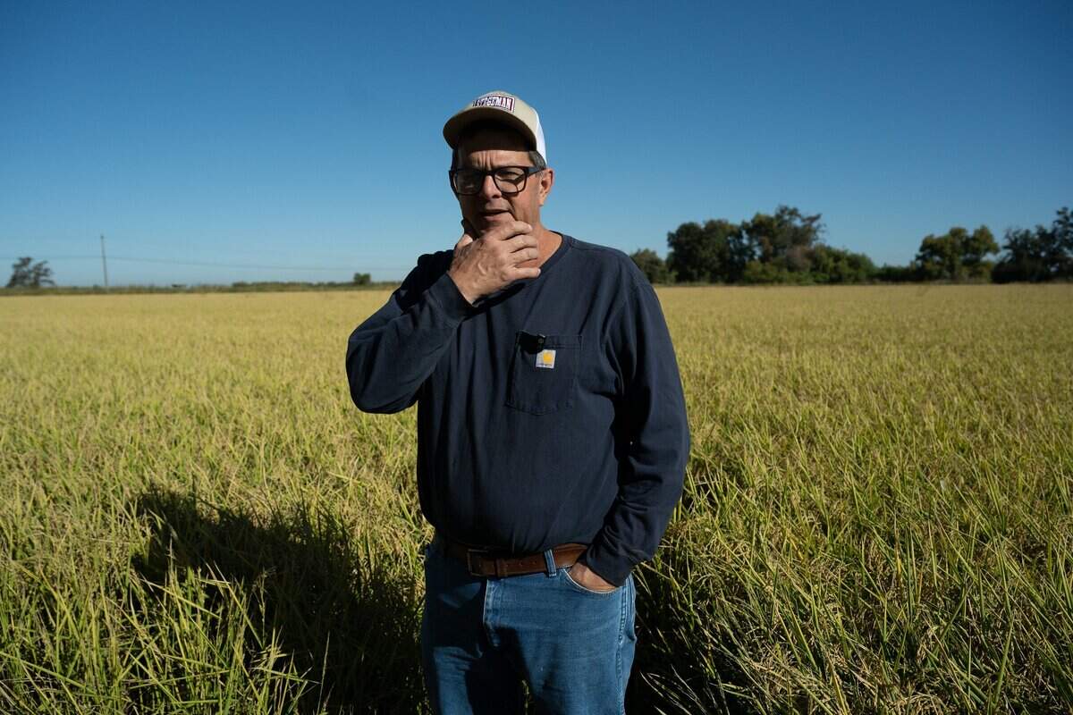 Charley Mathews Jr., a fifth-generation rice farmer, stands in his rice field on his farm near Marysville on Tuesday. The Republican said he supports Democrat Mike Thompson in his district because the congressman has been a strong supporter of rice farmers for many years.