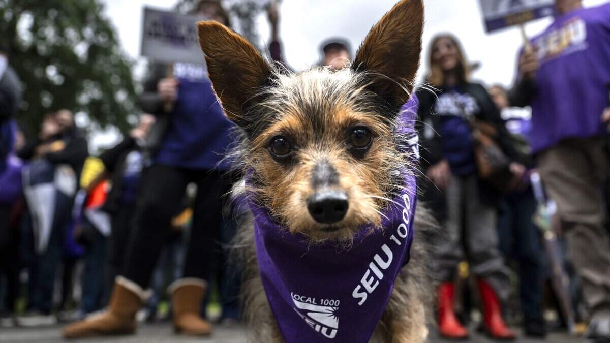 King Kong takes a close-up look as his owner participates with SEIU 1000 members in a Sacramento march on April 22, 2026. The largest state worker union in California will walk out on a one-day strike Wednesday after failing to come to a deal with the state.