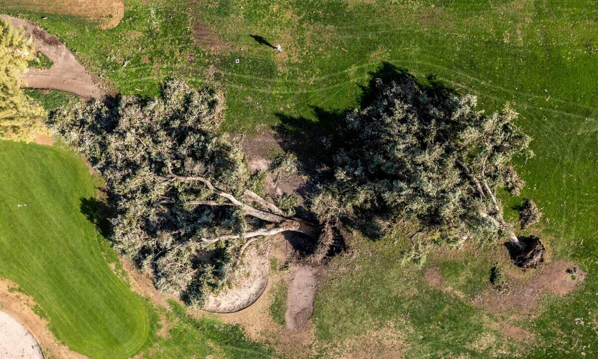 A visitor to William Land Golf Course walks past downed trees near the fourth hole on Jan. 12, 2023.