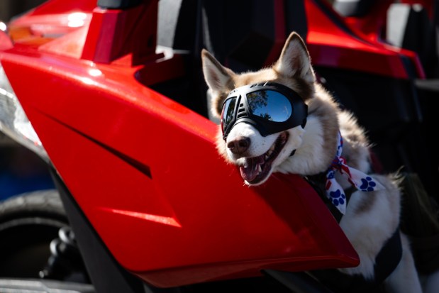 Akira from the Bay Area Husky Meetups looks on during the 57th Santa Clara Parade of Champions in Santa Clara, Calif., on Saturday, Oct. 3, 2026. (Thien-An Truong for Bay Area News Group)