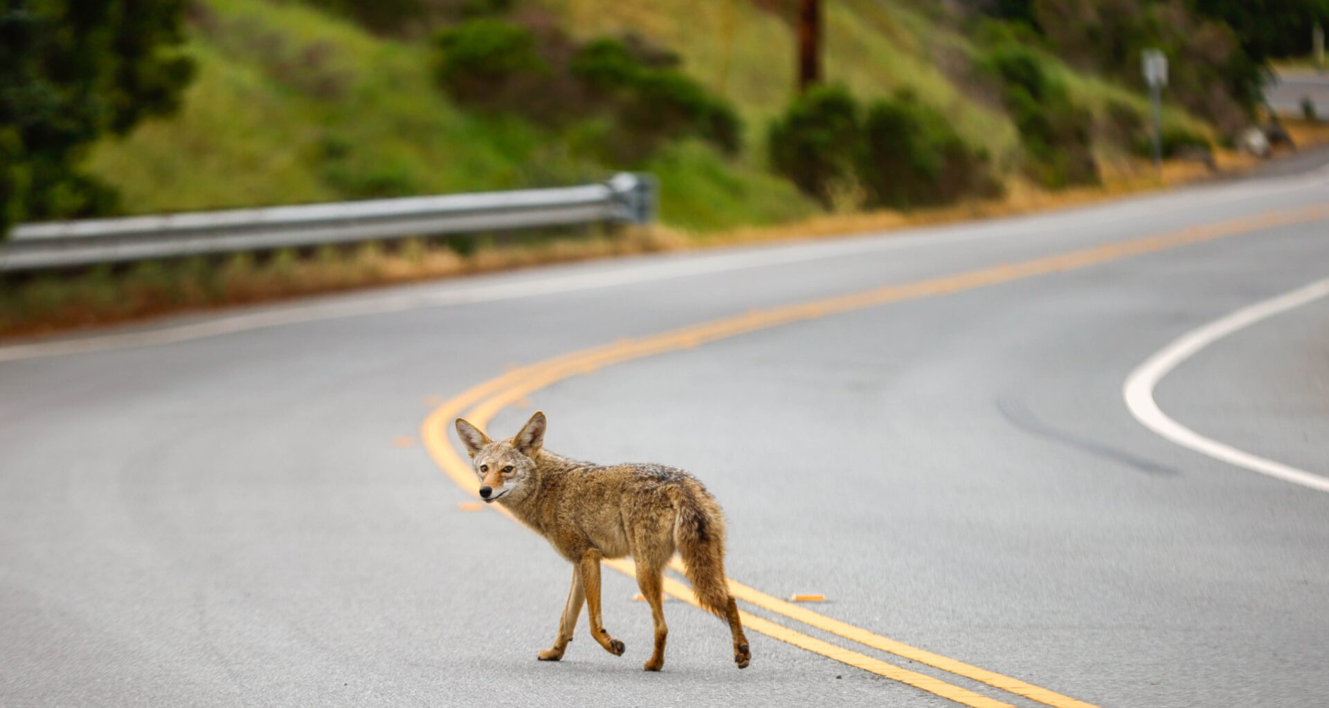Are coyote sightings in residential Cupertino cause for alarm?