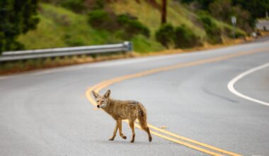 Are coyote sightings in residential Cupertino cause for alarm?