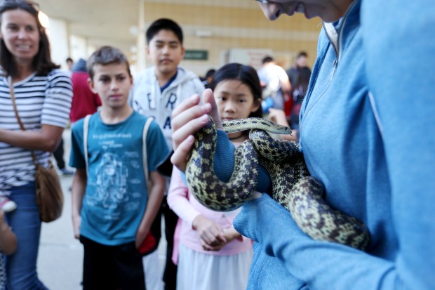 Kids look on Alana Ball, 12, of Concord, holding a California king snake brought by Mount Diablo Interpretive Association during the Bay Area Science Festival at Cal State East Bay-Concord in Concord, Calif., on Saturday, Oct. 27, 2018. The event featured lectures, games and several activities for kids interested in science. (Ray Chavez/Bay Area News Group)