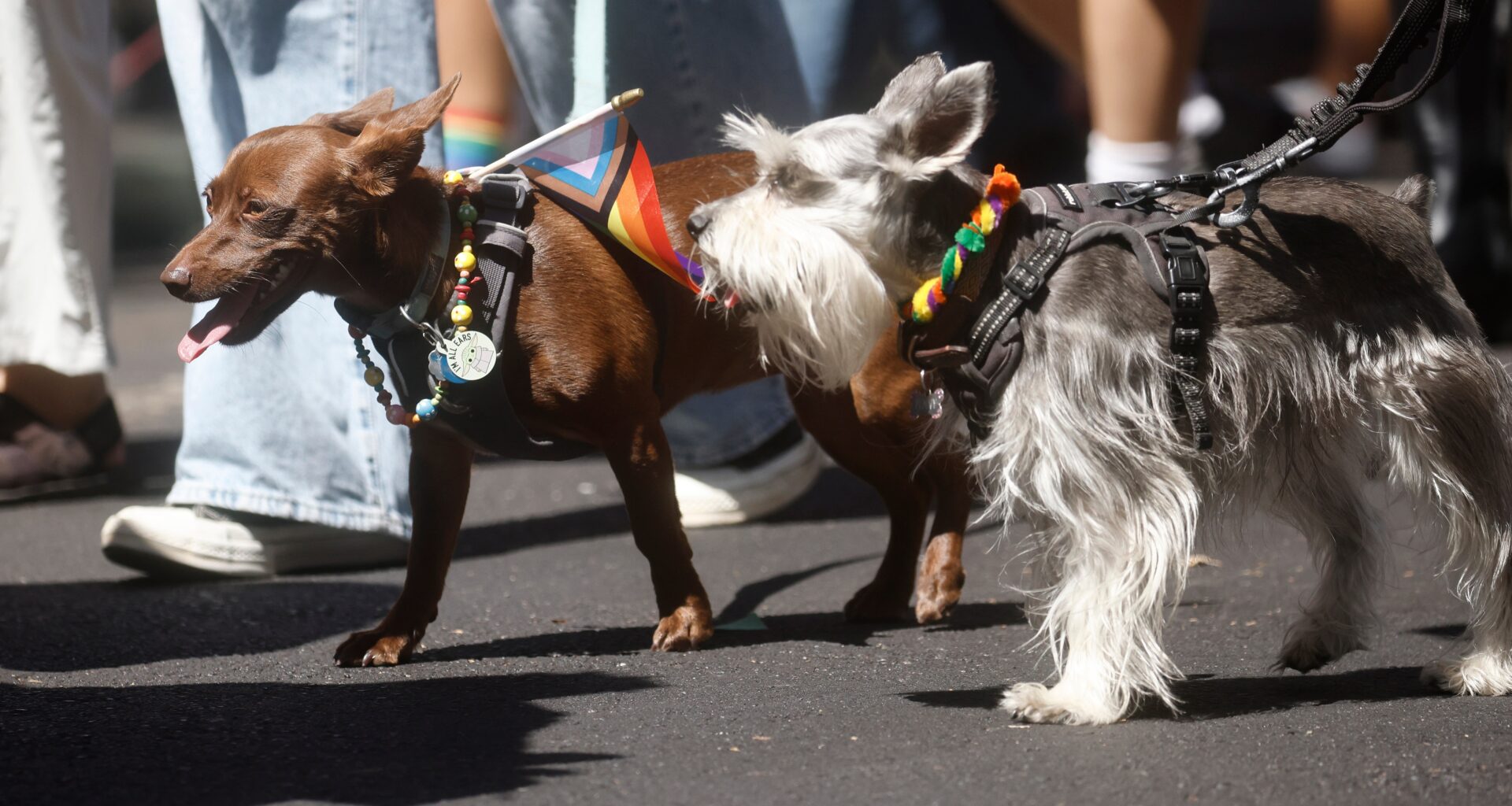 Humane Society Silicon Valley reopens dog adoption area destroyed by fire 2 years ago – The Mercury News