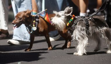 Humane Society Silicon Valley reopens dog adoption area destroyed by fire 2 years ago – The Mercury News