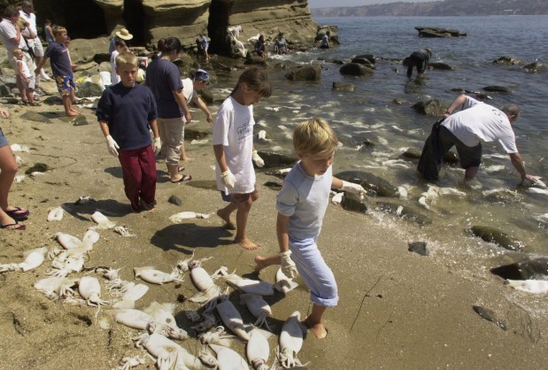 Children walked by some of the jumbo flying squid that covered the beaches of La Jolla Cove, Friday July 26, 2002. (Don Kohlbauer / UT file)