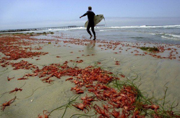 Dead pelagic crabs cover the shore in the Ocean Beach neighborhood of San Diego on Tuesday, May 7, 2002. The creatures, more commonly known as tuna crabs, might be evidence that an El Nino event is brewing. (John R. McCutchen / The San Diego Union-Tribune)
