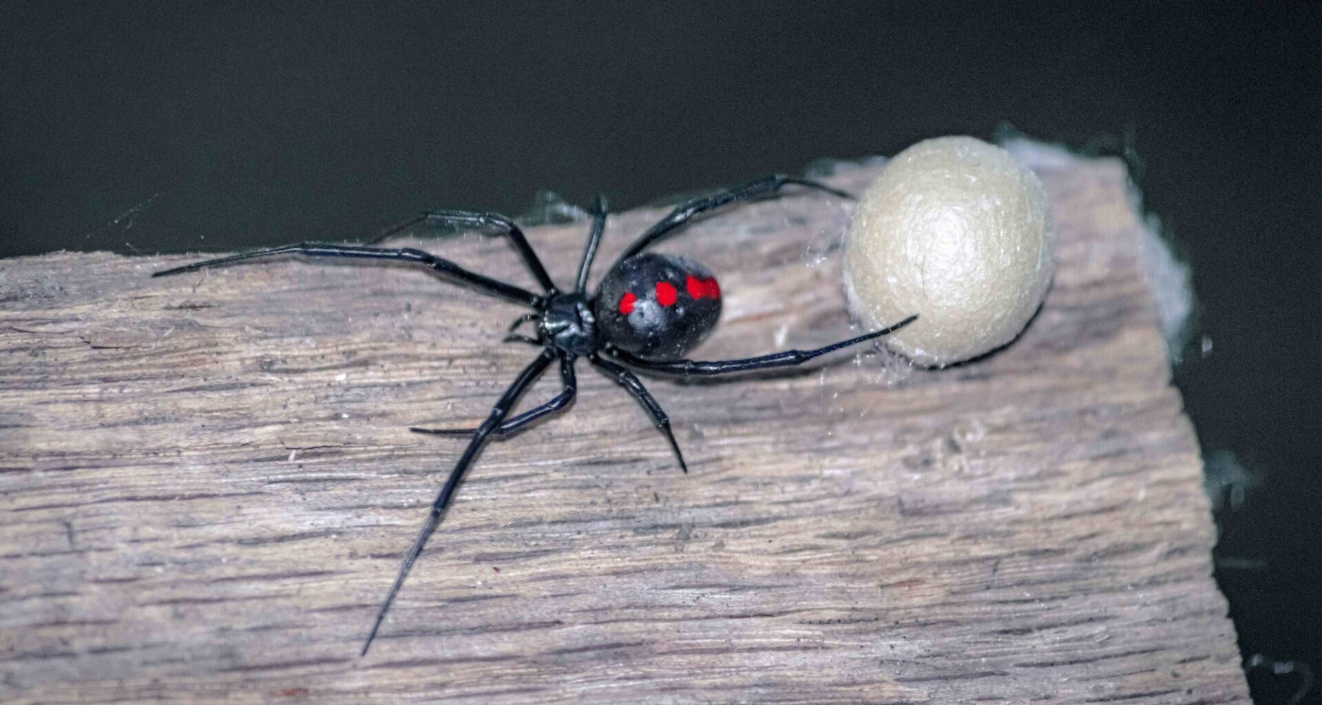 Garden Mastery: Get to know 7 leggy stars of San Diego County spider season – San Diego Union-Tribune