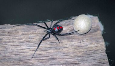 Garden Mastery: Get to know 7 leggy stars of San Diego County spider season – San Diego Union-Tribune