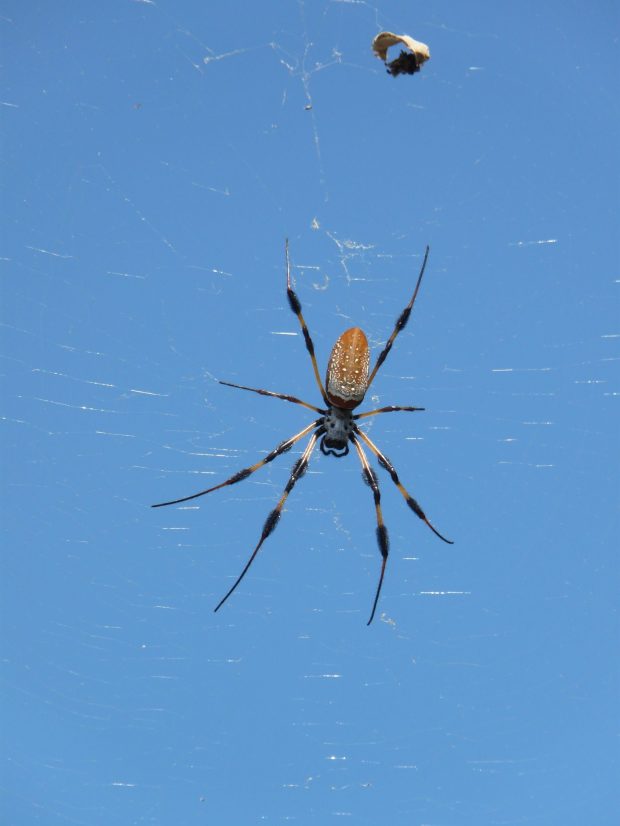 The beautiful golden orb spider (Nephila pilipes) was a guest on the International Space Station (2011). (Simon Tonge)