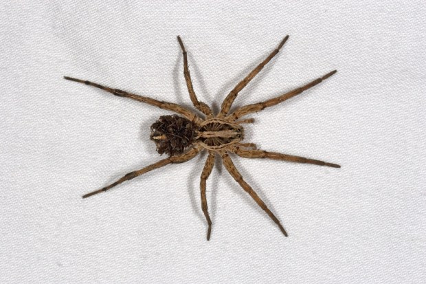 Wolf spiders (Lycosidae sp.) live in burrows and do not spin webs. (Joyce Gross)