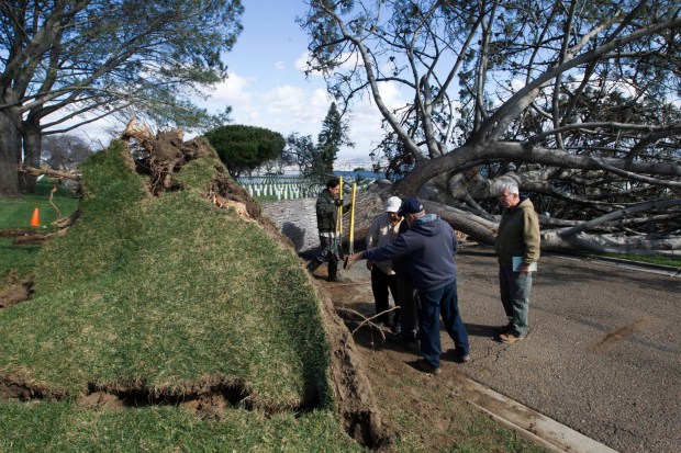 Workers remove a tree that fell due to a storm at Ft. Rosecrans National Cemetery in San Diego on Monday, Feb. 1, 2016. Powerful winds lashed Southern California on Monday at the tail end of a winter storm that also brought heavy rain and mountain snow. (John Gibbins/The San Diego Union-Tribune via AP) MANDATORY CREDIT