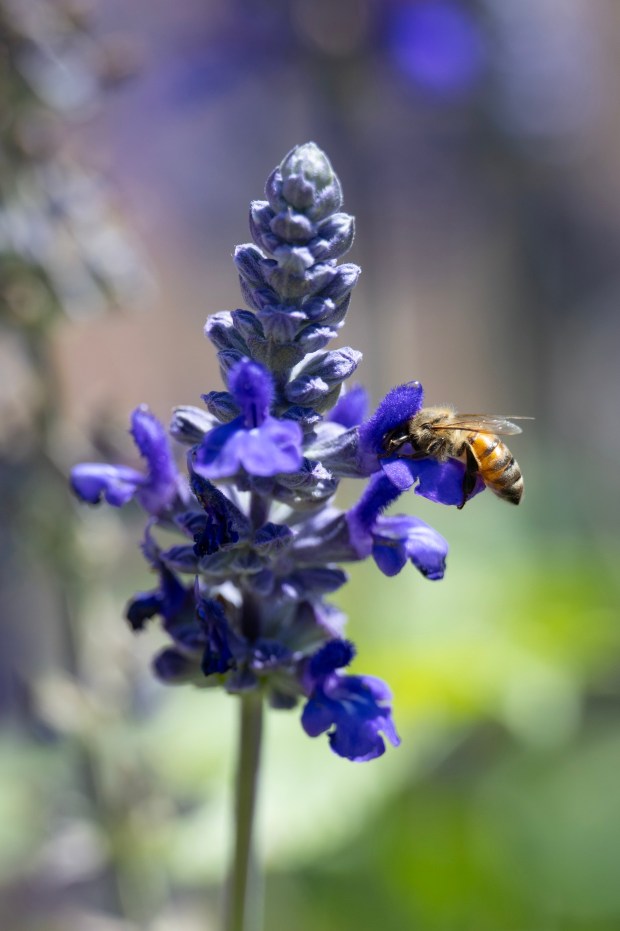 A bee dives head-first into the Salvia longispicata x farinacea, or Salvia 'Indigo Spires' in the front yard, which provides a feast for pollinators. (Luke Johnson / The San Diego Union-Tribune)