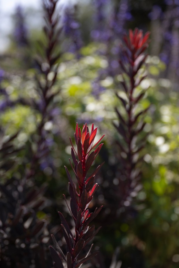 Leucadendron 'Ebony' in the front yard of Terri and Mark Linman's Mount Helix home. (Luke Johnson / The San Diego Union-Tribune)